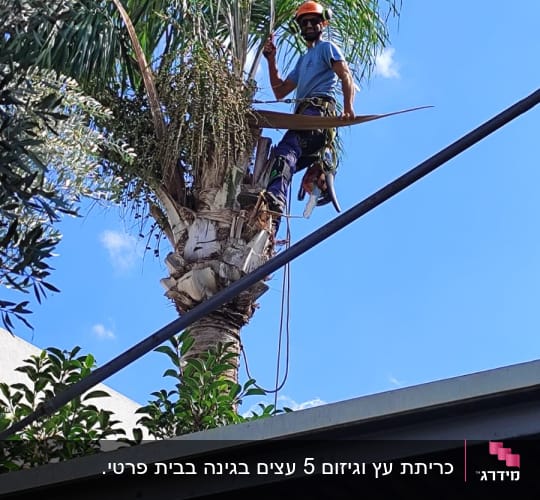 אדם גוזם עץ דקל עם מסור